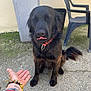 dog, black_dog, tongue_out, closed_eyes, collar, sitting, hand, bracelets, concrete, plastic_chair, trash_bin, outdoor, pet, animal, funny_expression, tail, fur, pavement, wall, daylight