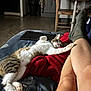 cat, person, legs, sock, blanket, couch, living_room, furniture, relaxing, sleeping_cat, domestic, indoor, wooden_floor, table, chair, trash_can, cabinet, tablet, cozy, nap