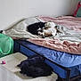 Coco a rejoint le concours — aidez-le/la à gagner de superbes lots ! bed, blanket, black_cat, calico_cat, cat, clothing, furniture, indoor, laundry_basket, nap, pet, resting, sleeping, soft_texture, stuffed_furniture, two_cats, unmade_bed, white_wall, quiet, cozy