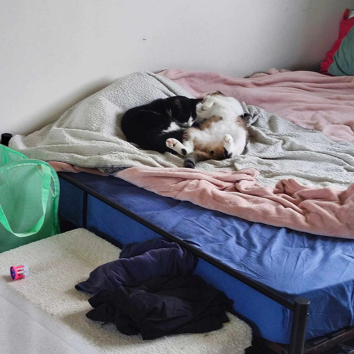 Coco a rejoint le concours — aidez-le/la à gagner de superbes lots ! bed, black_cat, blanket, calico_cat, cat, clothing, cozy, furniture, indoor, laundry_basket, nap, pet, quiet, resting, sleeping, soft_texture, stuffed_furniture, two_cats, unmade_bed, white_wall