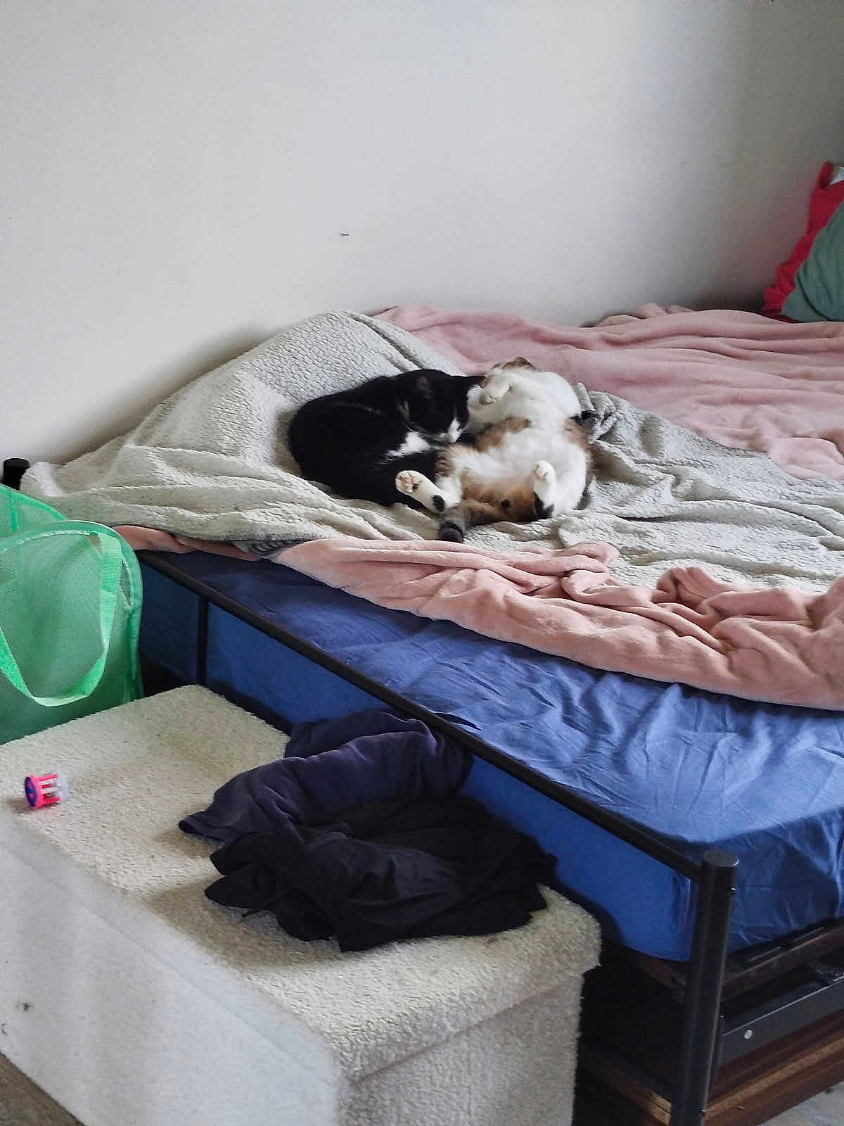 Coco a rejoint le concours — aidez-le/la à gagner de superbes lots ! bed, blanket, black_cat, calico_cat, cat, clothing, furniture, indoor, laundry_basket, nap, pet, resting, sleeping, soft_texture, stuffed_furniture, two_cats, unmade_bed, white_wall, quiet, cozy