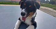 Naya participe au concours pour gagner de l'argent avec cette photo : dog, puppy, border_collie, black_and_white, fluffy, portrait, tongue_out, happy, playful, sitting, lying_down, paws, leash, outdoor, ping_pong_table, sports_court, tennis_court, sky, clouds, sunny