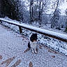 dog, tricolor_dog, small_dog, snow, winter, outdoor, forest, woodland, snowy_path, frost, trees, bare_trees, railing, nature, animal, pet, sitting, profile, footprints, cold_weather
