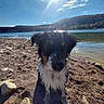 dog, wet_dog, lake, lakeside, beach, shoreline, water, outdoors, sunny, sunlight, landscape, hills, forest, rocks, sand, portrait, sitting, animal, black_and_white, shoes