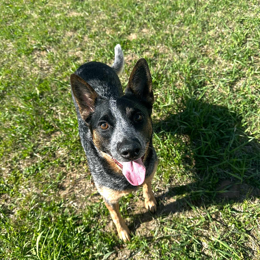 Veda joined the competition — help win amazing prizes! animal, black_and_tan, canine, daytime, dog, ears_up, friendly, fur, grass, grass_field, happy, looking_up, mammal, nature, outdoor, pet, playful, shadow, sunlight, tongue_out