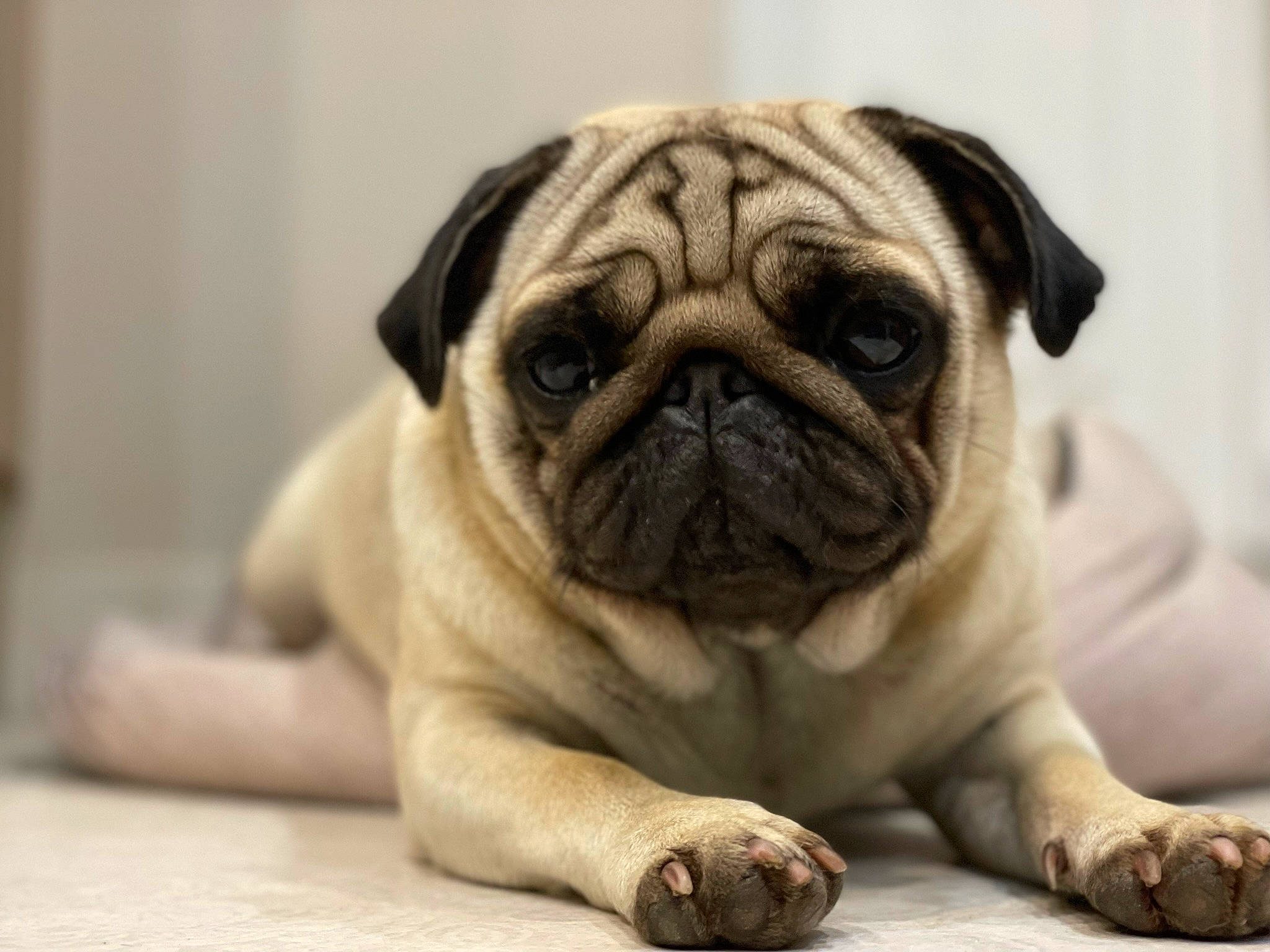 Ruby a rejoint le concours — aidez-le/la à gagner de superbes lots ! ancient_dog_breeds, canidae, carnivore, companion_dog, dog, dog_breed, fawn, non_sporting_group, old_english_bulldog, pug, puppy, sporting_group, terrestrial_animal, toy_dog, whiskers, working_animal, wrinkle