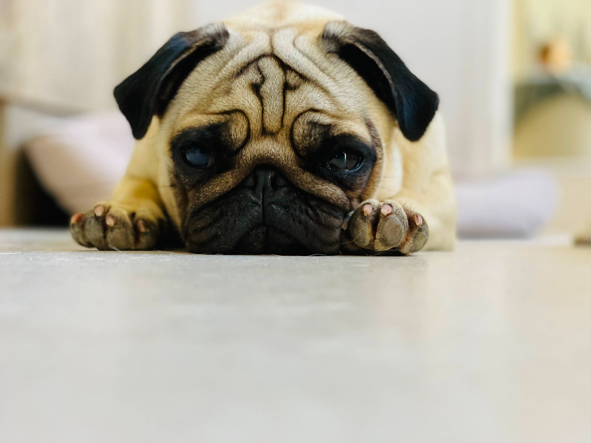 Ruby participe au concours pour gagner de l'argent avec cette photo : ancient_dog_breeds, canidae, carnivore, comfort, companion_dog, dog, dog_breed, fawn, fur, paw, pug, snout, sporting_group, still_life, terrestrial_animal, toy_dog, whiskers, wood, working_animal, wrinkle