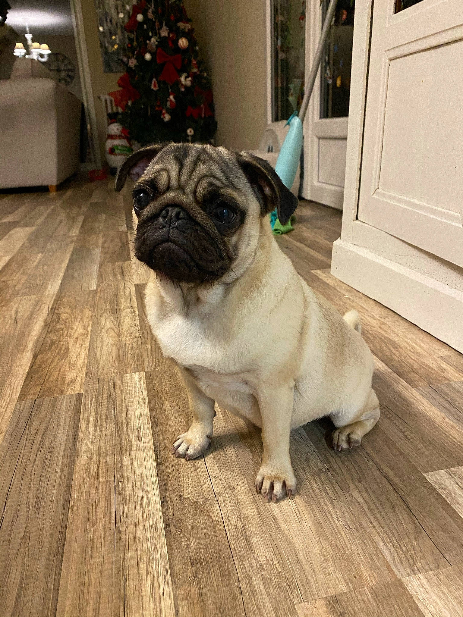 Ruby participe au concours pour gagner de l'argent avec cette photo : carnivore, companion_dog, dog, dog_breed, door, fawn, floor, flooring, hardwood, laminate_flooring, plank, plant, pug, snout, sporting_group, toy_dog, wood, wood_flooring, working_animal, wrinkle