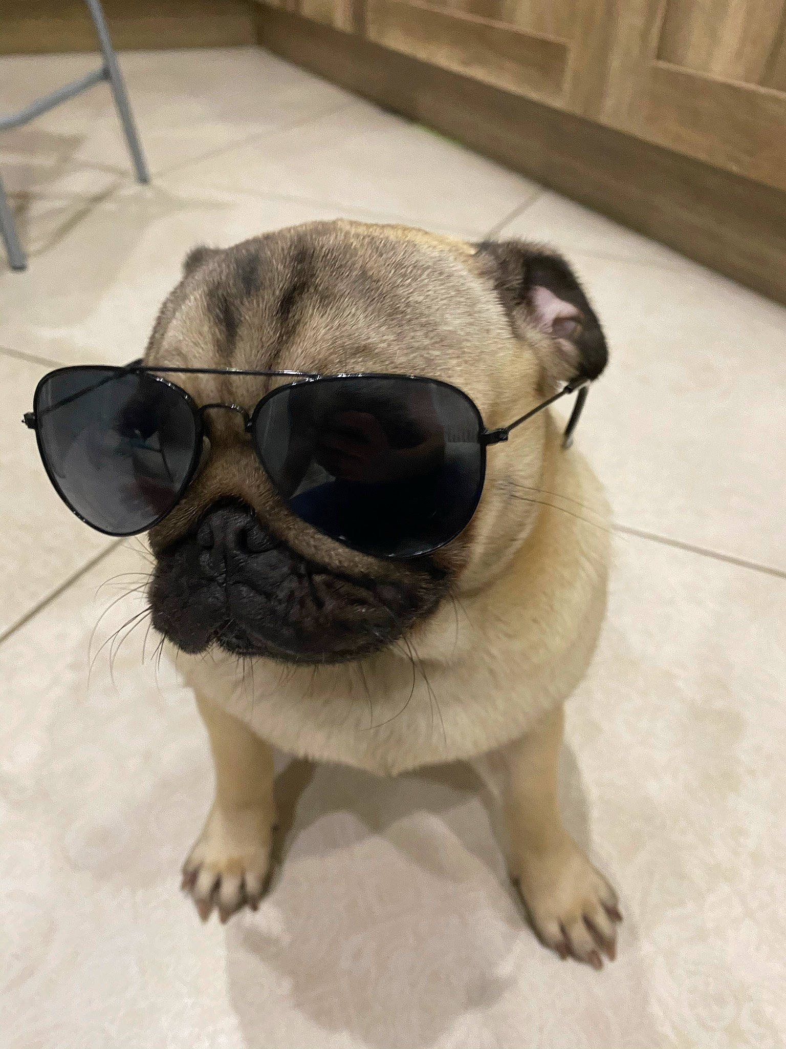 Ruby participe au concours pour gagner de l'argent avec cette photo : canidae, carnivore, collar, companion_dog, dog, dog_breed, dog_collar, dog_supply, eyewear, fawn, glasses, pet_supply, pug, snout, sporting_group, tail, toy_dog, vision_care, whiskers, working_animal