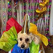 Daisy joined the competition — help win amazing prizes! dog, puppy, birthday, party, party_hat, gift, present, colorful, streamers, confetti, celebration, number_three, portrait, fluffy, curly_fur, cream_colored, pet, indoors, festive, funny
