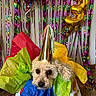 dog, puppy, birthday, party, party_hat, gift, present, colorful, streamers, confetti, celebration, number_three, portrait, fluffy, curly_fur, cream_colored, pet, indoors, festive, funny