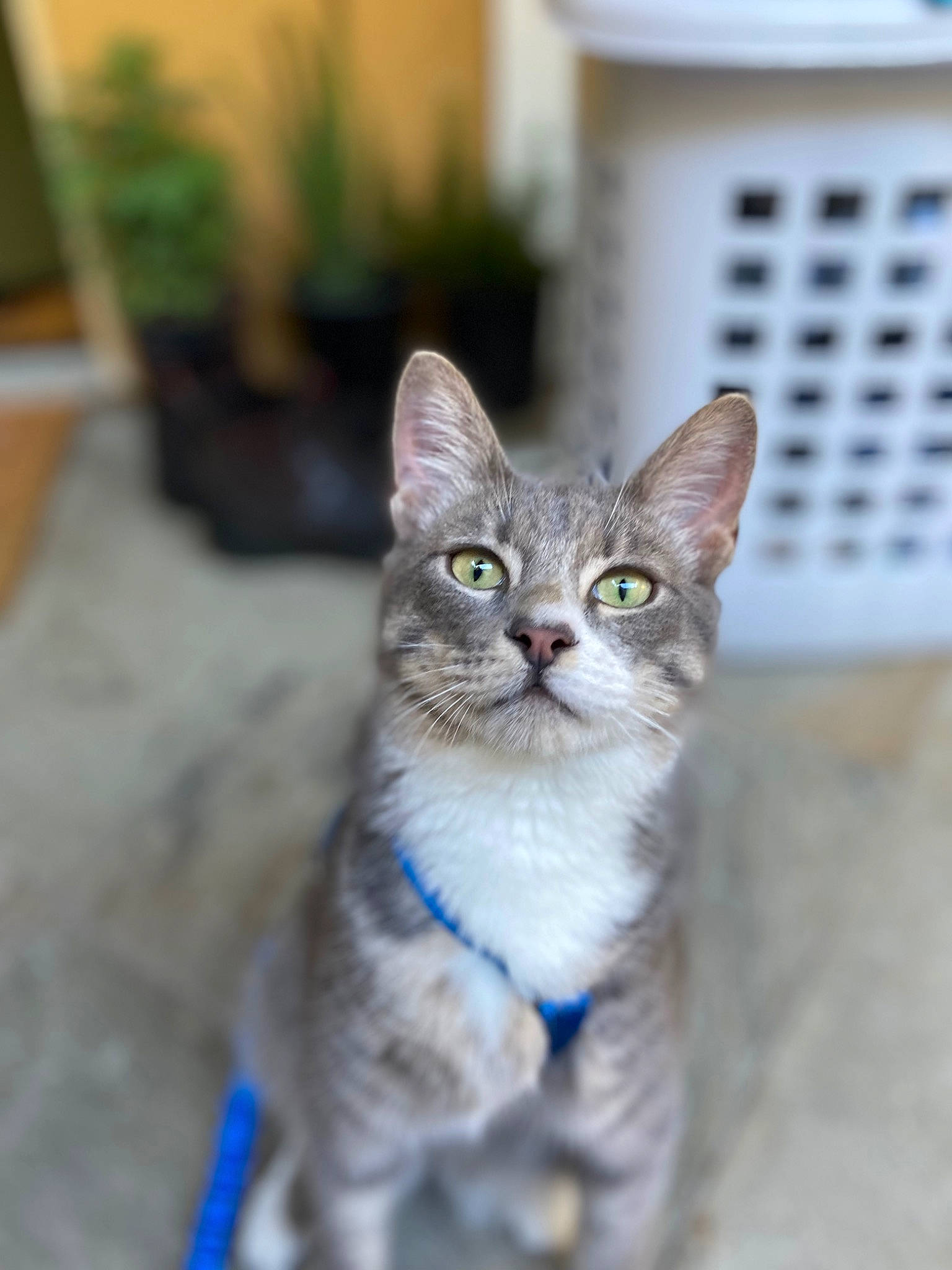 Buddy is registered to the contest to win money with this photo: carnivore, cat, collar, domestic_short_haired_cat, door, fawn, felidae, flowerpot, fur, grass, houseplant, paw, plant, small_to_medium_sized_cats, snout, tail, terrestrial_animal, whiskers, wildlife, window