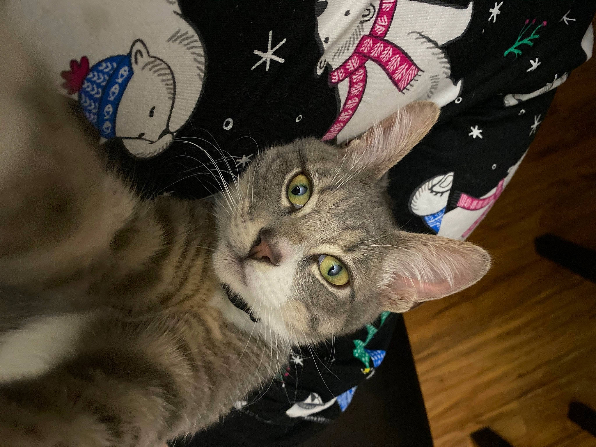 Buddy is registered to the contest to win money with this photo: carmine, carnivore, cat, claw, costume_hat, domestic_short_haired_cat, ear, fashion_accessory, felidae, fur, hat, pattern, paw, plant, small_to_medium_sized_cats, tail, whiskers