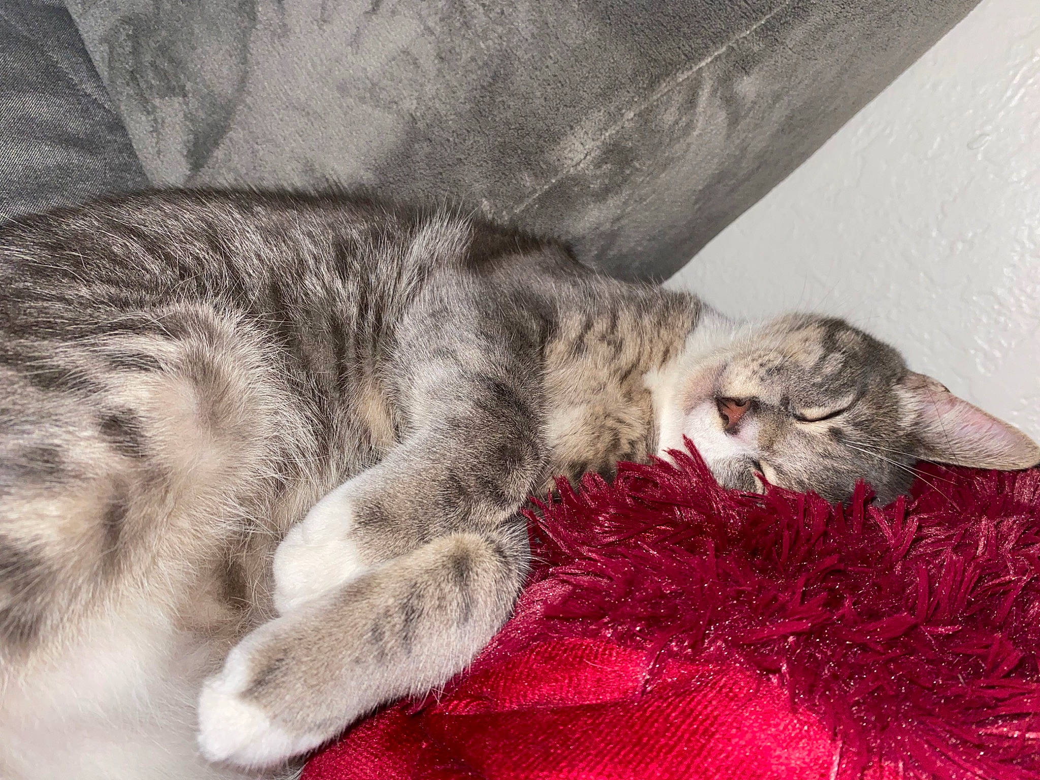 Buddy joined the competition — help win amazing prizes! carnivore, cat, claw, comfort, domestic_short_haired_cat, felidae, fur, grey, linens, mammal, nap, pattern, paw, sleep, small_to_medium_sized_cats, tail, whiskers