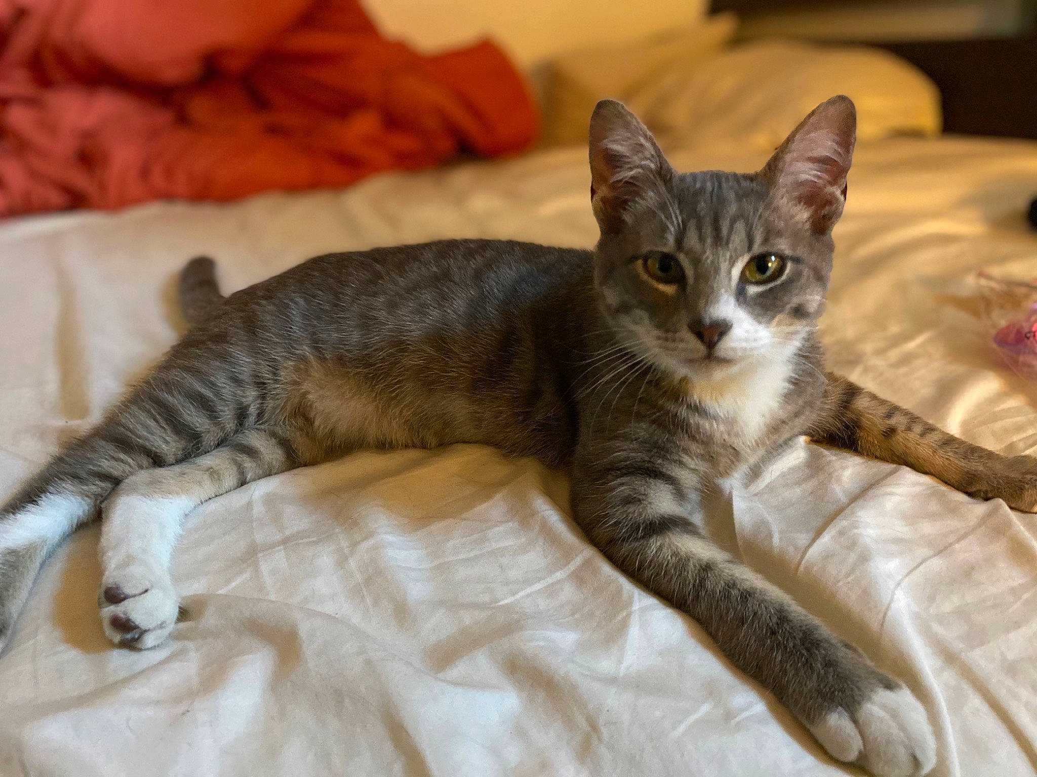 Buddy is registered to the contest to win money with this photo: bed, carnivore, cat, claw, comfort, domestic_short_haired_cat, fawn, felidae, fur, grey, linens, paw, sitting, small_to_medium_sized_cats, snout, tail, terrestrial_animal, whiskers, wildlife