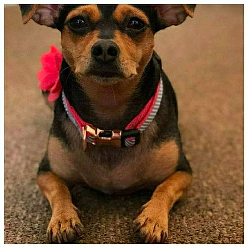 Clare Bear is registered to the contest to win money with this photo: canidae, carnivore, collar, companion_dog, dog, dog_breed, dog_clothes, dog_collar, dog_supply, fawn, fur, guard_dog, leash, liver, pet_supply, plant, snout, sporting_group, whiskers, working_animal