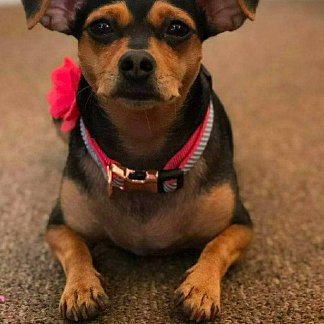 Clare Bear is registered to the contest to win money with this photo: canidae, carnivore, collar, companion_dog, dog, dog_breed, dog_clothes, dog_collar, dog_supply, fashion_accessory, fawn, fur, leash, pet_supply, sporting_group, toy_dog, water, whiskers, working_animal, working_dog