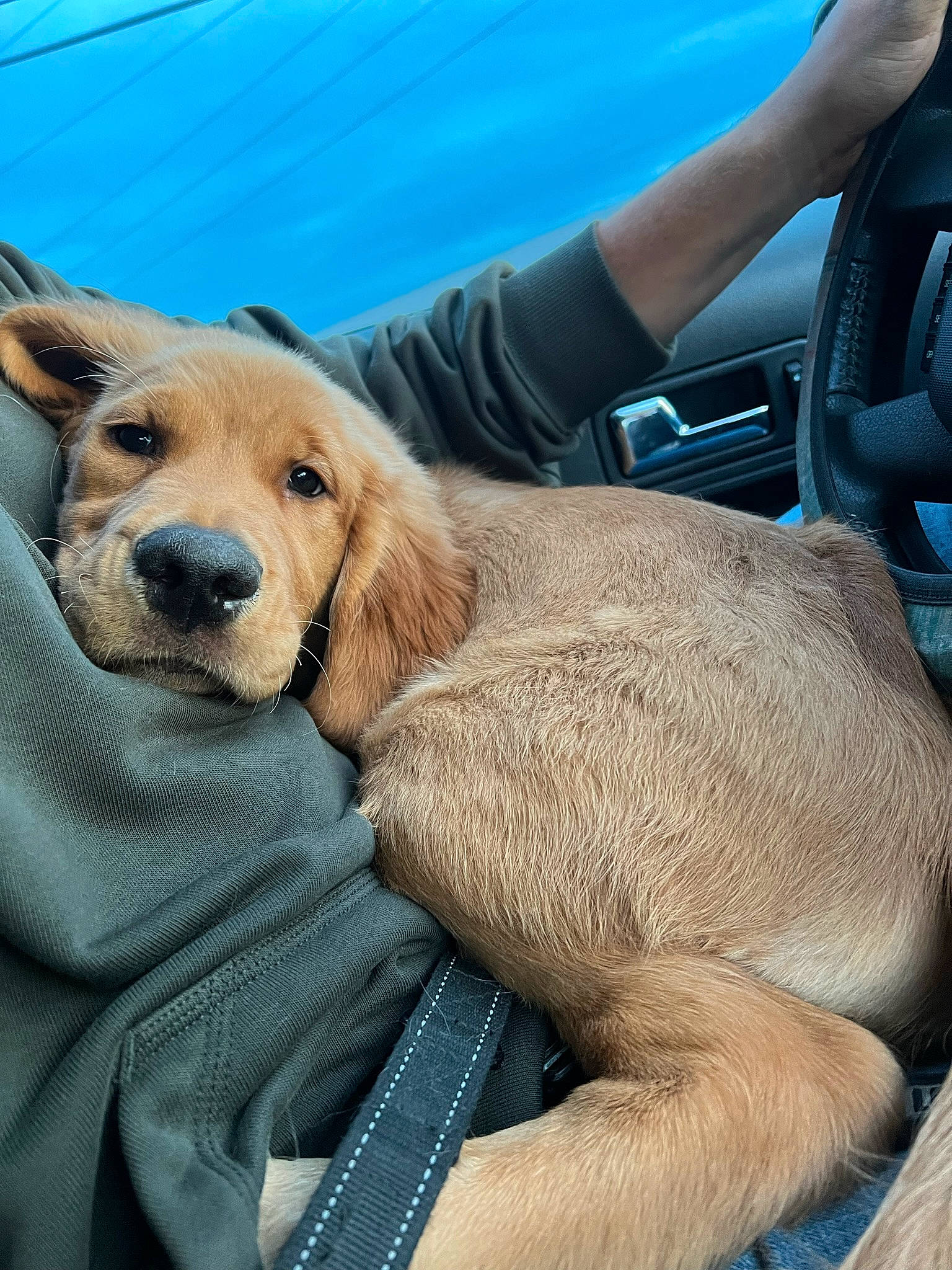 Lincoln joined the competition — help win amazing prizes! canidae, car_seat, car_seat_cover, carnivore, comfort, companion_dog, dog, dog_breed, dog_collar, fawn, fur, head_restraint, human_leg, lap, personal_luxury_car, sitting, snout, sporting_group, steering_wheel, vehicle_door