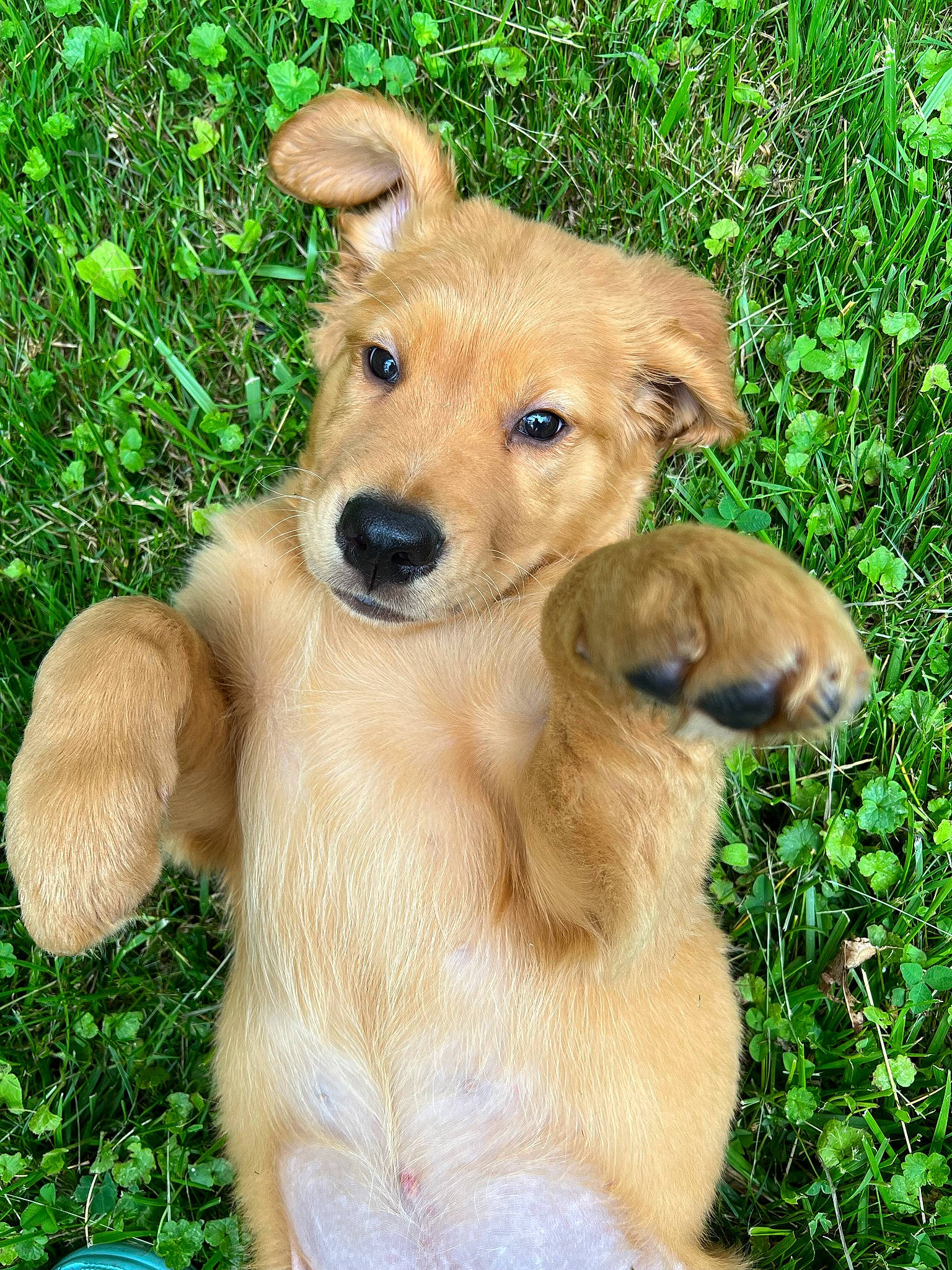 Lincoln joined the competition — help win amazing prizes! ancient_dog_breeds, canidae, carnivore, clock, companion_dog, dog, dog_breed, fawn, fur, grass, plant, snout, sporting_group, street_dog, tail, terrestrial_animal, whiskers, wildlife, working_animal