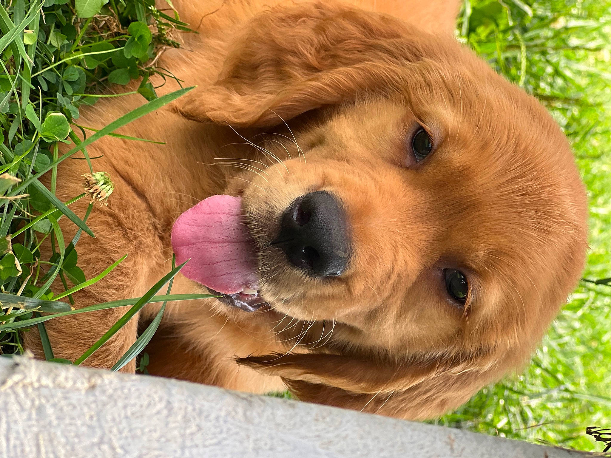 Lincoln is registered to the contest to win money with this photo: canidae, carnivore, companion_dog, dog, dog_breed, fawn, fur, grass, liver, paw, plant, puppy, retriever, snout, sporting_group, terrestrial_animal, tree, whiskers, wildlife, working_animal