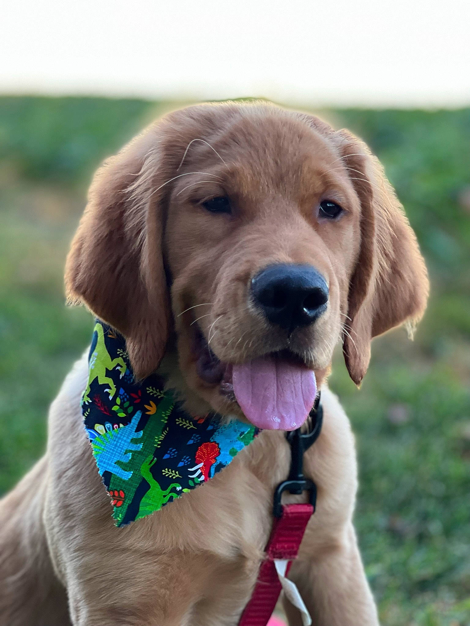 Lincoln is registered to the contest to win money with this photo: canidae, carnivore, collar, companion_dog, dog, dog_breed, dog_collar, dog_supply, fashion_accessory, fawn, fur, grass, gun_dog, hunting_dog, leash, liver, pet_supply, snout, sporting_group, working_animal