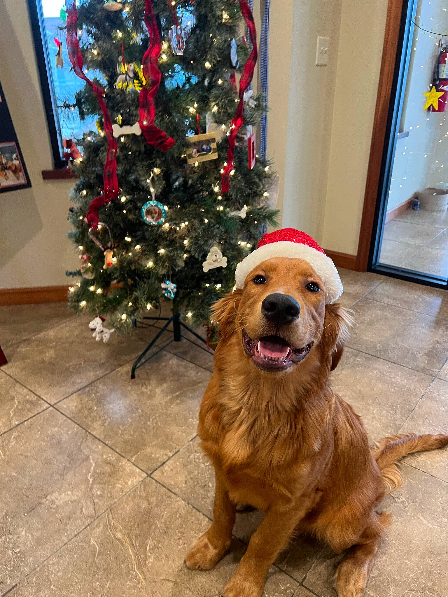 Lincoln joined the competition — help win amazing prizes! carnivore, christmas_decoration, christmas_ornament, christmas_tree, companion_dog, conifer, dog, dog_breed, event, flooring, fur, golden_retriever, gun_dog, holiday, holiday_ornament, interior_design, ornament, retriever, tree, working_animal