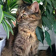 Dashka a rejoint le concours — aidez-le/la à gagner de superbes lots ! cat, cat_like_mammal, domestic_short_haired_cat, european_shorthair, kitten, mammal, small_to_medium_sized_cats, vertebrate, whiskers