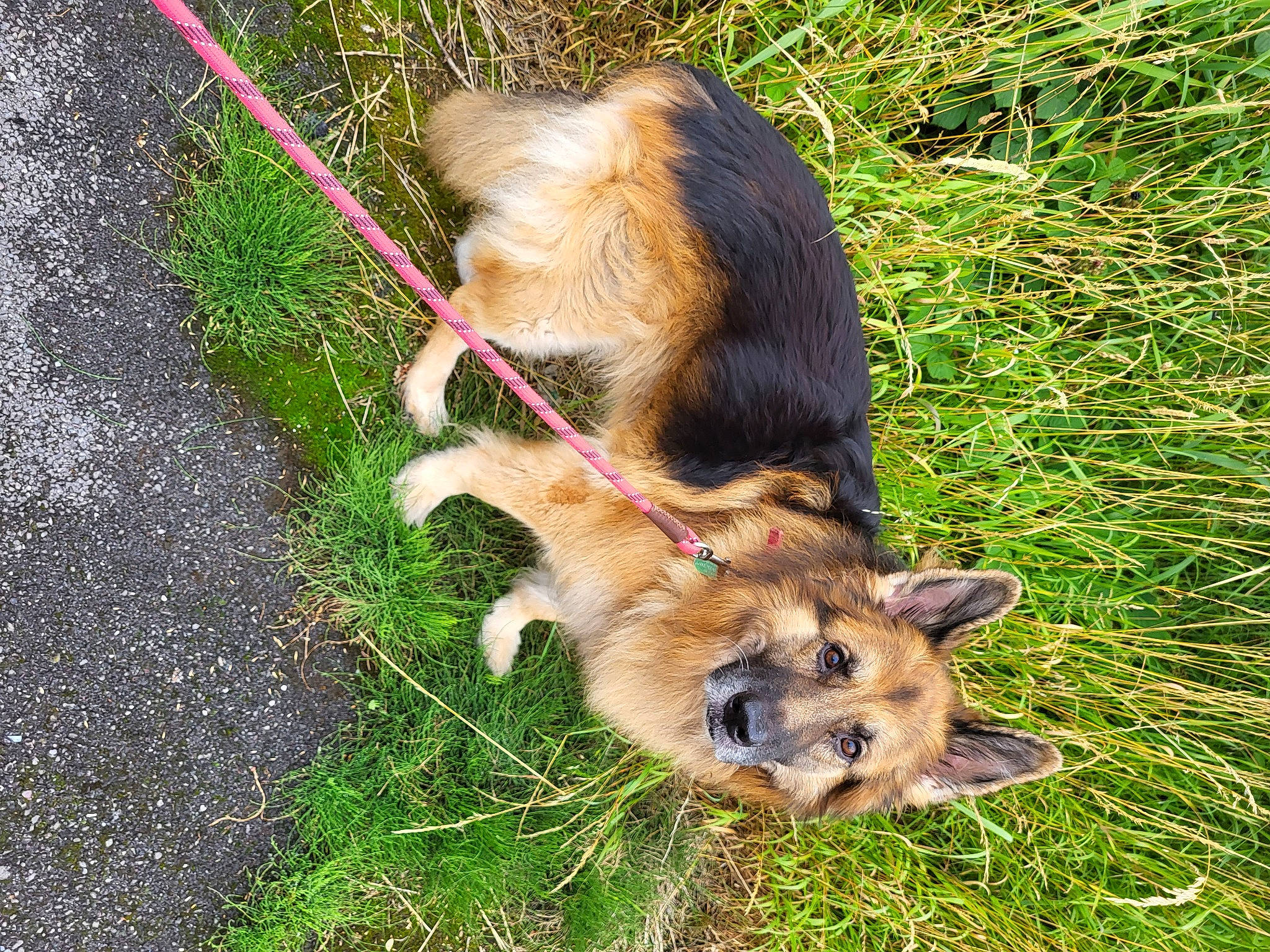 Kaiser joined the competition — help win amazing prizes! canidae, carnivore, collar, companion_dog, dog, dog_breed, fawn, fur, grass, groundcover, leash, plant, road_surface, sporting_group, tail, terrestrial_animal, terrier, welsh_terrier, wildlife