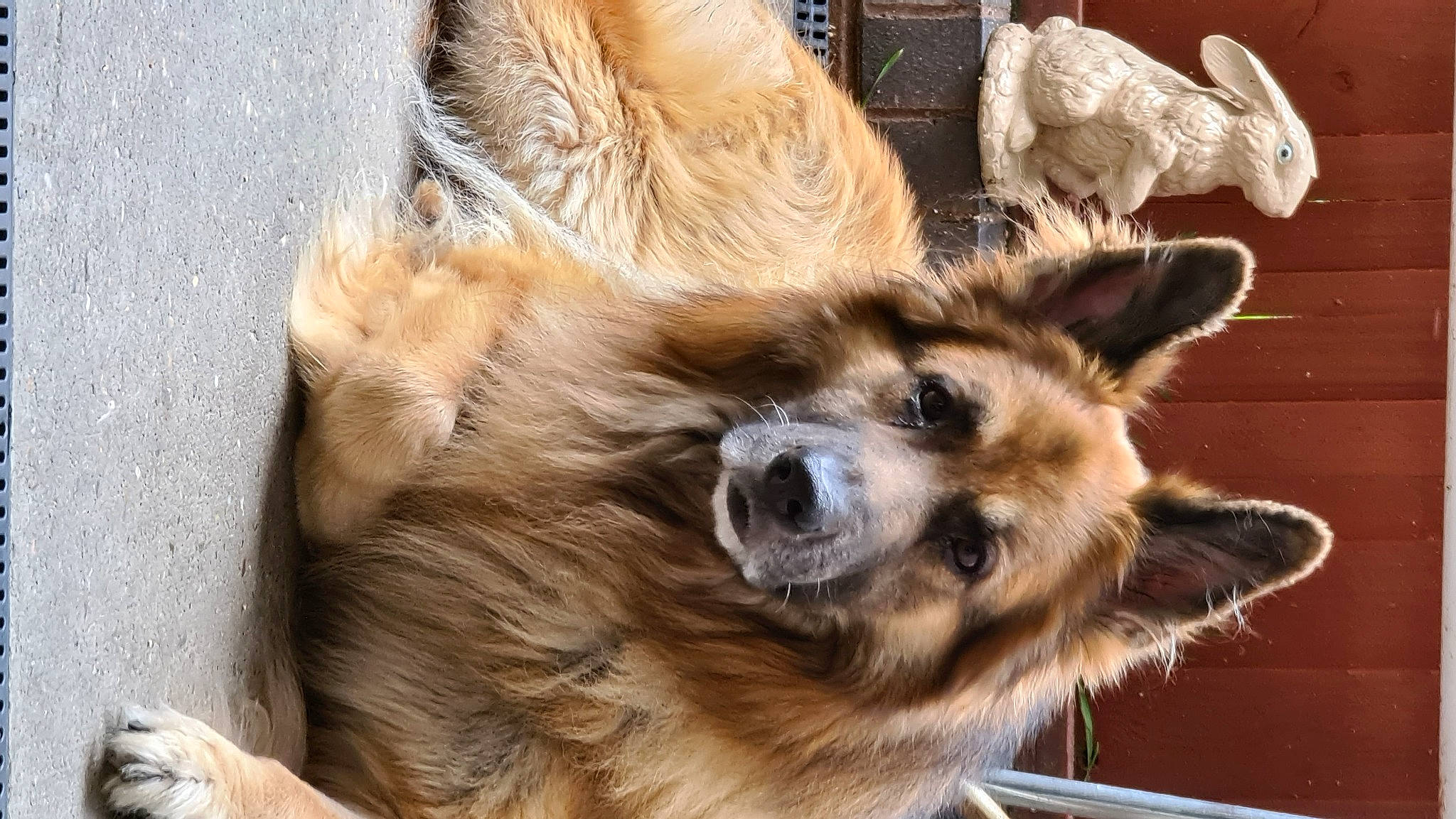 Kaiser joined the competition — help win amazing prizes! canidae, carnivore, companion_dog, dog, dog_breed, dog_collar, dog_supply, fawn, fur, liver, paw, plant, snout, sporting_group, street_fashion, terrestrial_animal, whiskers, wildlife, working_animal, working_dog