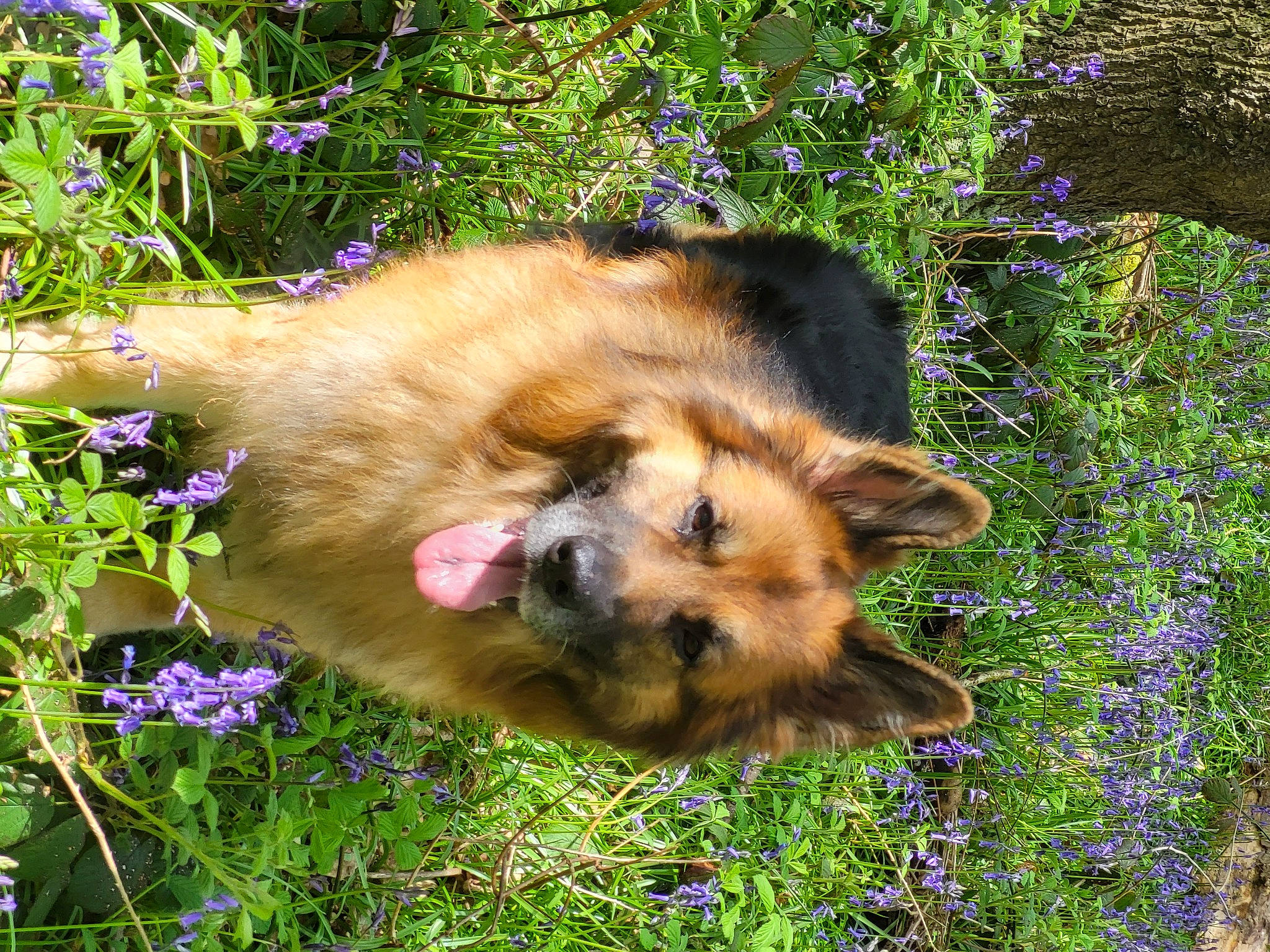 Kaiser is registered to the contest to win money with this photo: canidae, canis, carnivore, companion_dog, dog, dog_breed, electric_blue, fawn, flower, fox, fur, german_spitz_klein, german_spitz_mittel, grass, plant, snout, spitz, sporting_group, terrestrial_animal, wildlife