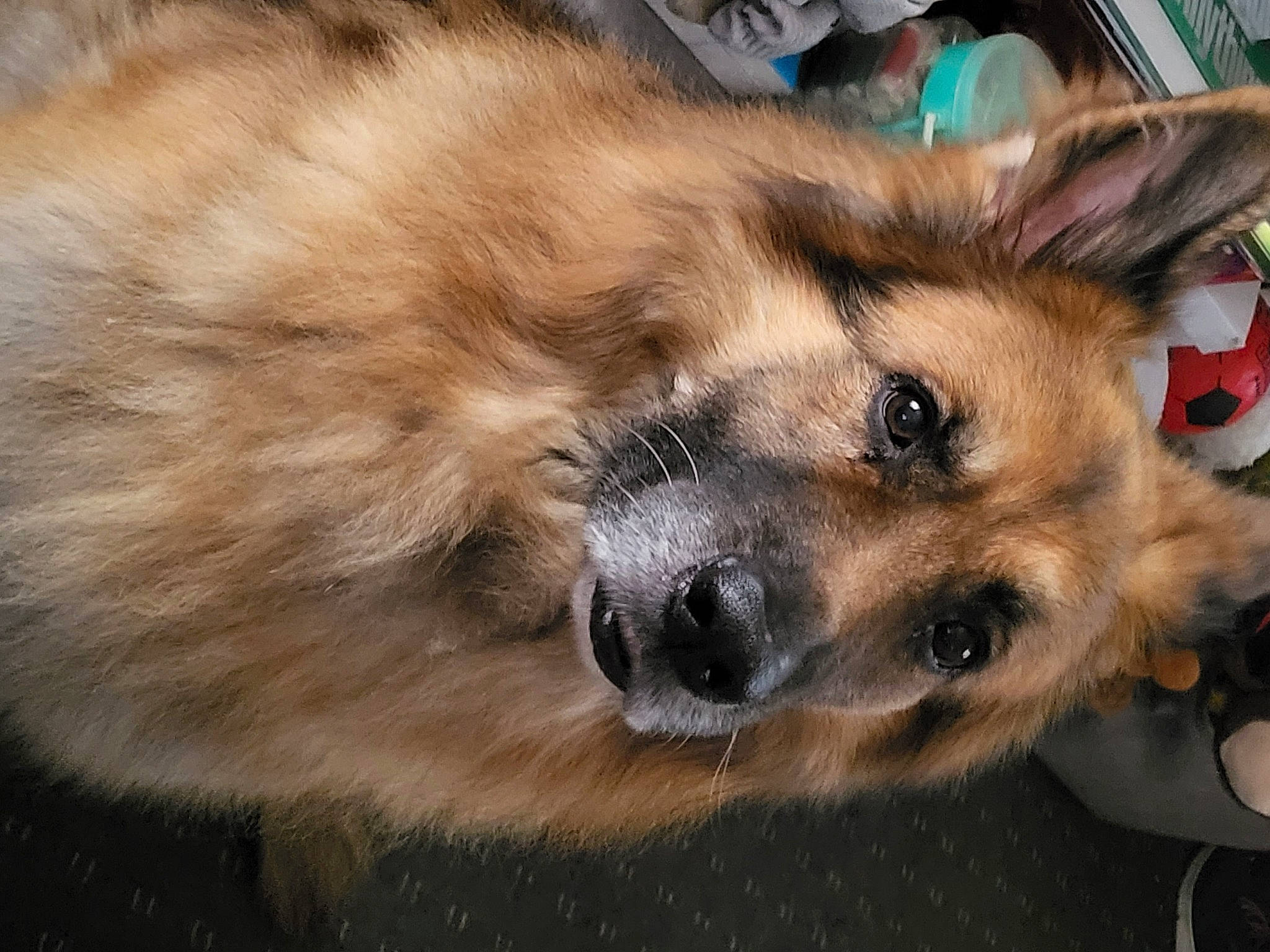 Kaiser is registered to the contest to win money with this photo: ancient_dog_breeds, canis, carnivore, companion_dog, dog, dog_breed, fawn, fur, german_spitz, german_spitz_mittel, paw, plant, pomeranian, snout, spitz, street_dog, terrestrial_animal, whiskers, working_animal, working_dog