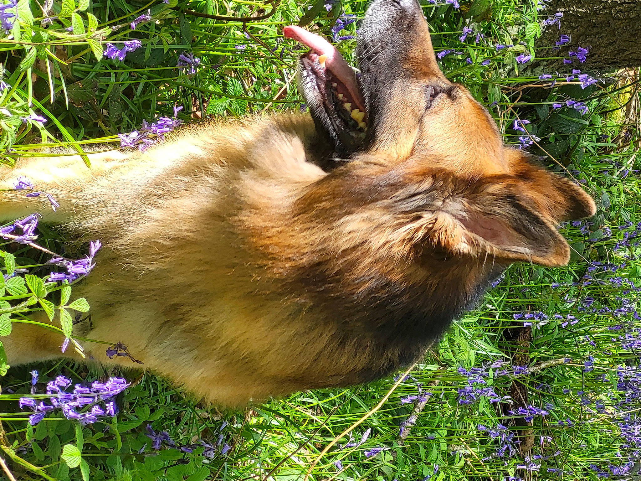 Kaiser joined the competition — help win amazing prizes! carnivore, cat, dog_breed, fawn, felidae, flower, flowering_plant, fur, grass, herbaceous_plant, meadow, people_in_nature, plant, shrub, small_to_medium_sized_cats, sporting_group, spring, tail, terrestrial_animal, whiskers