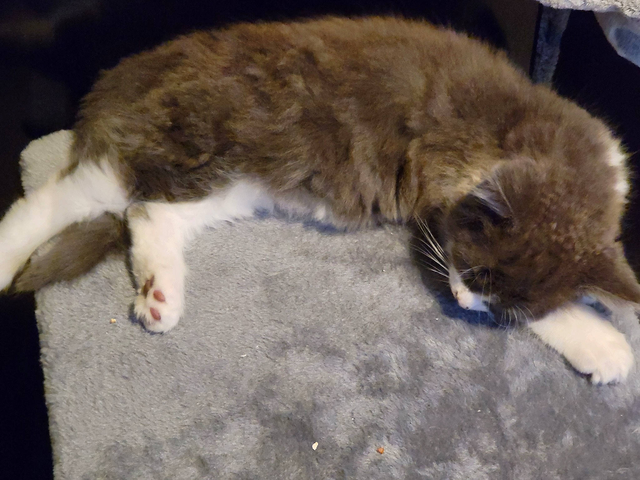 Cosmo-storm joined the competition — help win amazing prizes! carnivore, cat, claw, comfort, dog_breed, domestic_short_haired_cat, felidae, flooring, fur, paw, small_to_medium_sized_cats, tail, terrestrial_animal, vertebrate, whiskers