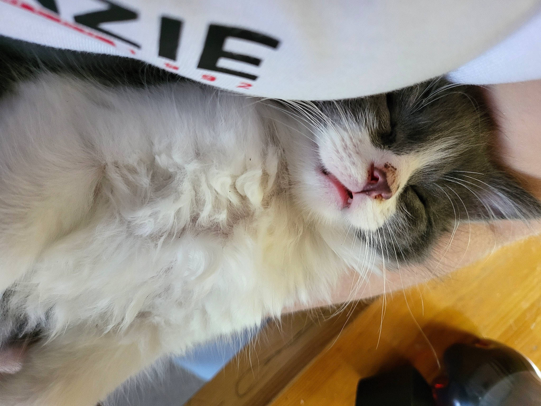 Cosmo-storm is registered to the contest to win money with this photo: carnivore, cat, claw, comfort, domestic_short_haired_cat, fang, felidae, fur, mouse, paw, small_to_medium_sized_cats, snout, tail, whiskers