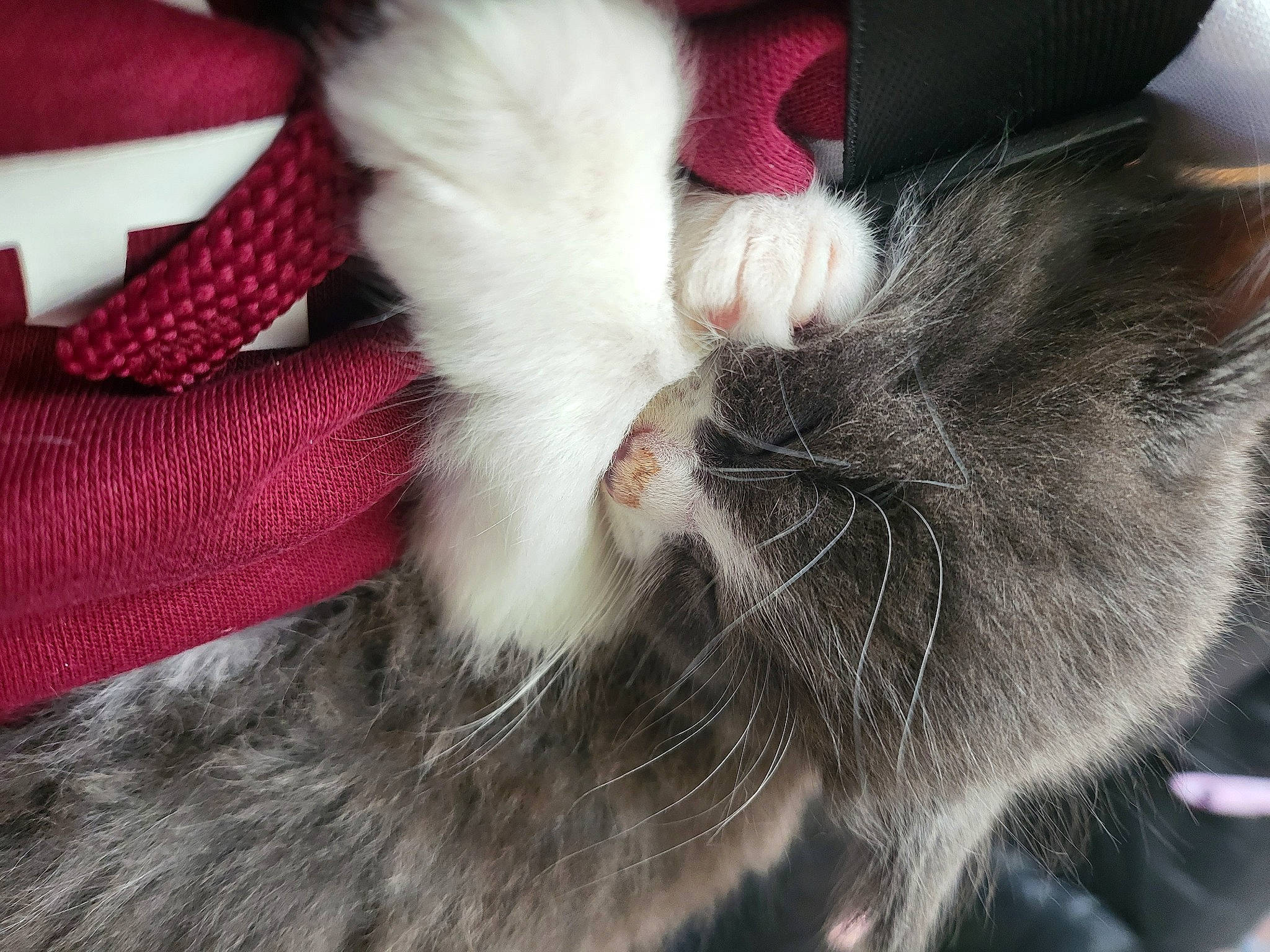 Cosmo-storm joined the competition — help win amazing prizes! carmine, carnivore, cat, claw, comfort, companion_dog, dog_breed, domestic_short_haired_cat, ear, felidae, foot, fur, gesture, human_leg, leg, paw, small_to_medium_sized_cats, snout, tail, whiskers