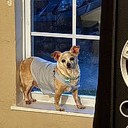 Kayhy joined the competition — help win amazing prizes! dog, small_dog, windowsill, window, car, pet_bed, blanket, curious, indoor, clothing, dress, beige_wall, collar, bone_tag, looking, standing, ears_up, light, shadow, floor