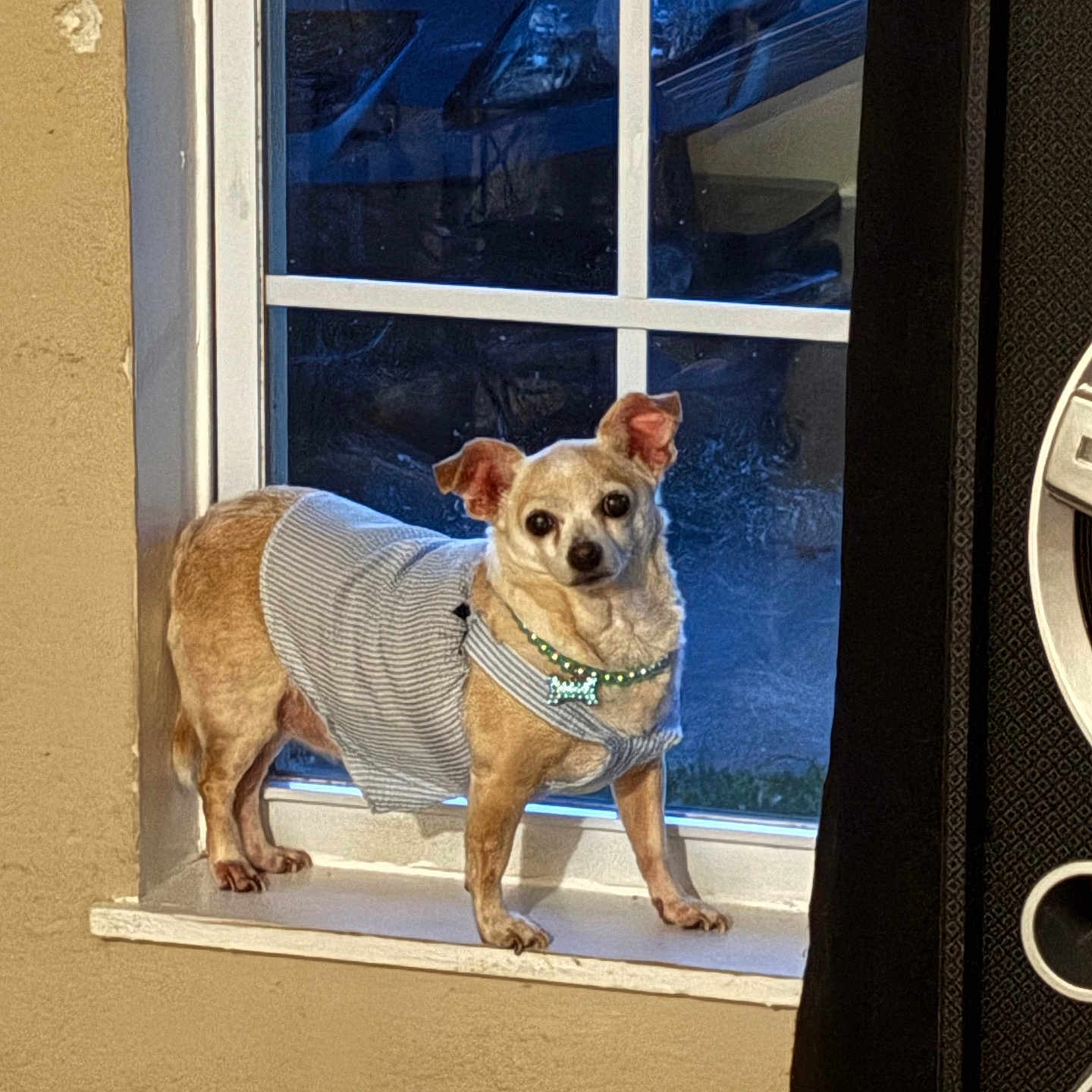 Kayhy joined the competition — help win amazing prizes! beige_wall, blanket, bone_tag, car, clothing, collar, curious, dog, dress, ears_up, floor, indoor, light, looking, pet_bed, shadow, small_dog, standing, window, windowsill