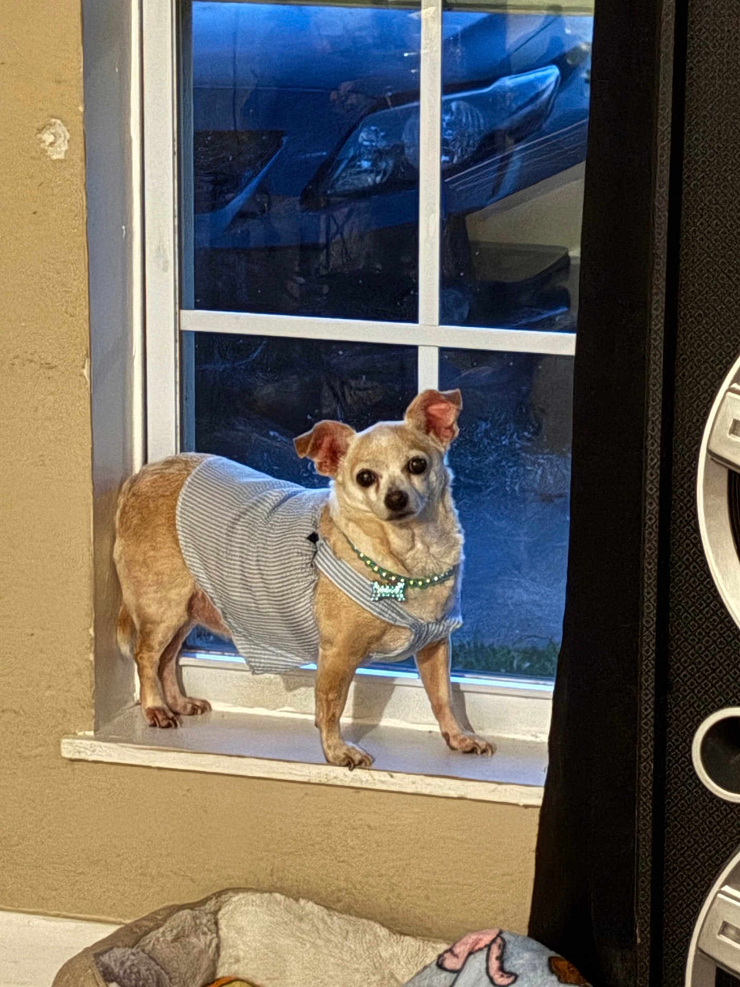 Kayhy joined the competition — help win amazing prizes! dog, small_dog, windowsill, window, car, pet_bed, blanket, curious, indoor, clothing, dress, beige_wall, collar, bone_tag, looking, standing, ears_up, light, shadow, floor