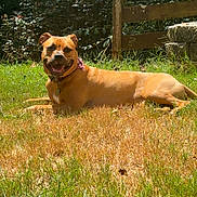 Diamond is registered to the contest to win money with this photo: dog, brown_dog, bulldog, pet, animal, lying_down, grass, garden, outdoor, sunlight, wooden_fence, flowers, greenery, backyard, collar, tongue_out, happy, portrait, summer, nature