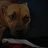 Diamond is registered to the contest to win money with this photo: dog, canine, pet, brown_dog, short_hair, floppy_ears, wrinkled_face, dark_room, bed, blanket, pillow, bedroom, indoor, sleeping, resting, lying_down, close_up, portrait, low_light, cozy