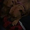 Diamond is registered to the contest to win money with this photo: puppies, dogs, sleeping, cuddling, pet, animals, canine, brown_fur, short_hair, blanket, bed, indoors, dim_lighting, nighttime, resting, paw, snuggling, cozy, portrait, low_light