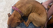 Diamond is registered to the contest to win money with this photo: dog, sleeping, curled_up, brown_dog, pet, indoor, rug, blanket, cushion, toy, collar, harness, human_legs, feet, wooden_floor, resting, relaxed, cozy, top_view, home
