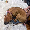 dog, sleeping, curled_up, brown_dog, pet, indoor, rug, blanket, cushion, toy, collar, harness, human_legs, feet, wooden_floor, resting, relaxed, cozy, top_view, home