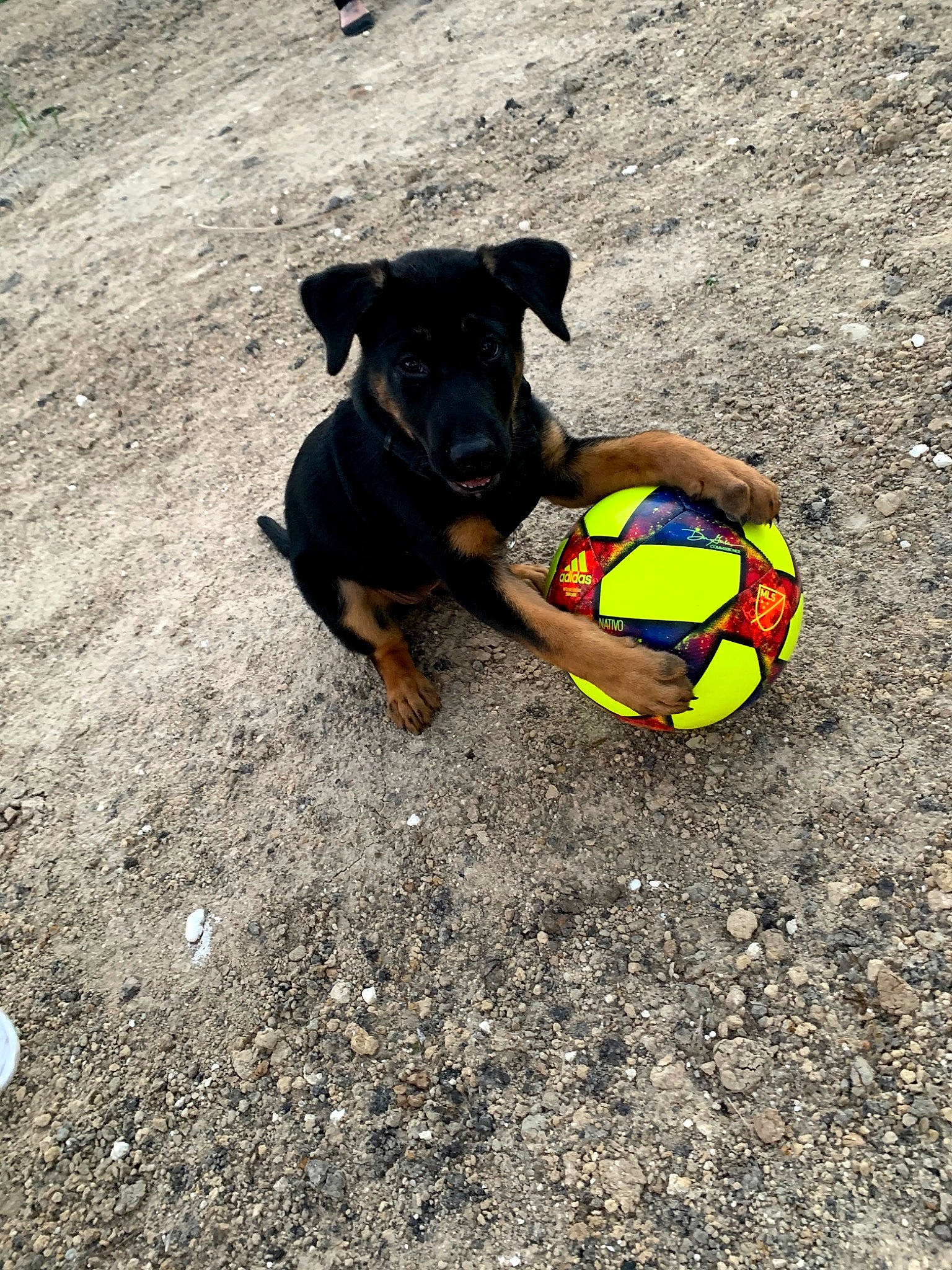 Luna is registered to the contest to win money with this photo: ball, canidae, carnivore, dog, dog_breed, dog_toy, german_pinscher, guard_dog, mammal, miniature_pinscher, pinscher, play, puppy, sporting_group, tennis_ball, toy_dog, working_dog
