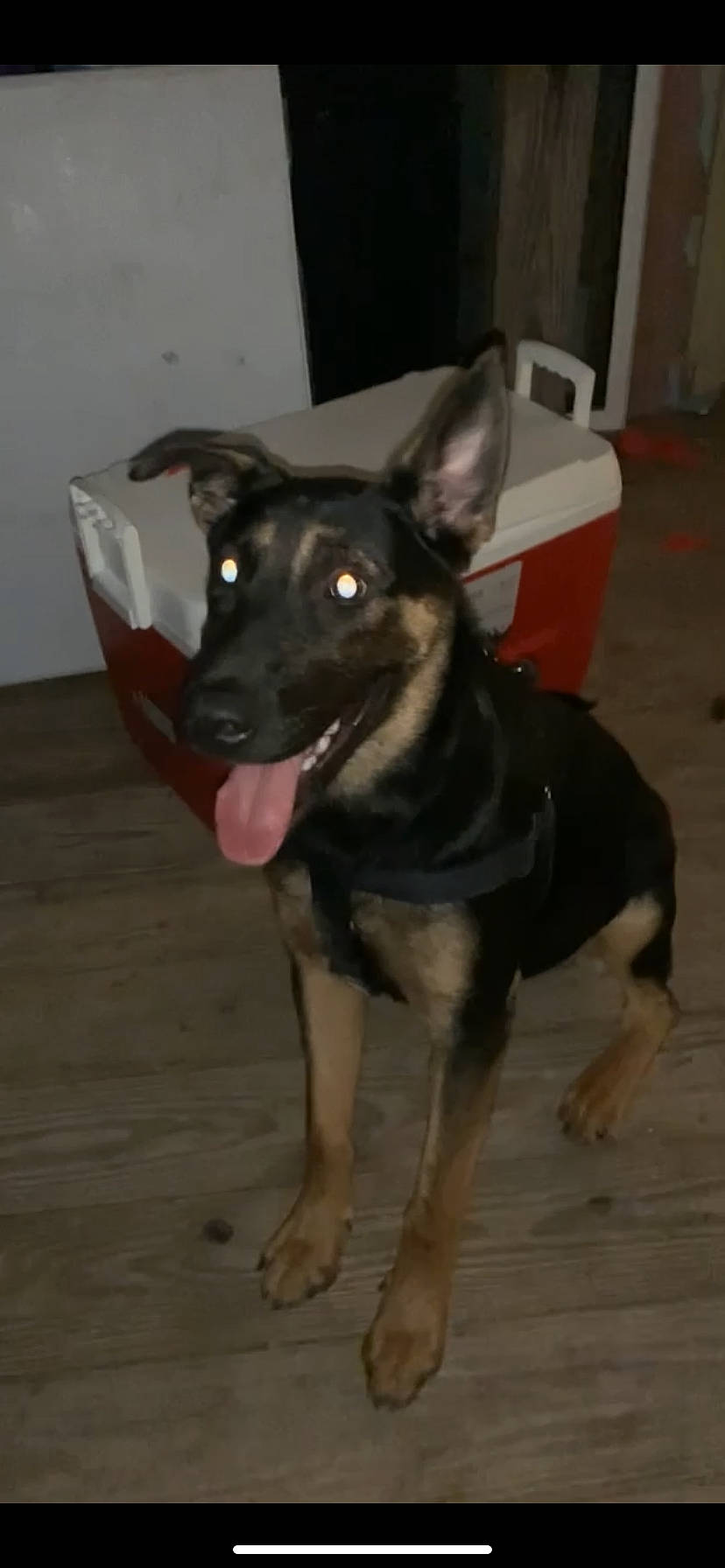 Luna is registered to the contest to win money with this photo: australian_kelpie, canidae, carnivore, dog, dog_breed, english_toy_terrier, fawn, german_shepherd_dog, mammal, manchester_terrier, rare_breed_dog, snout, sporting_group, toy_manchester_terrier, vertebrate, working_dog