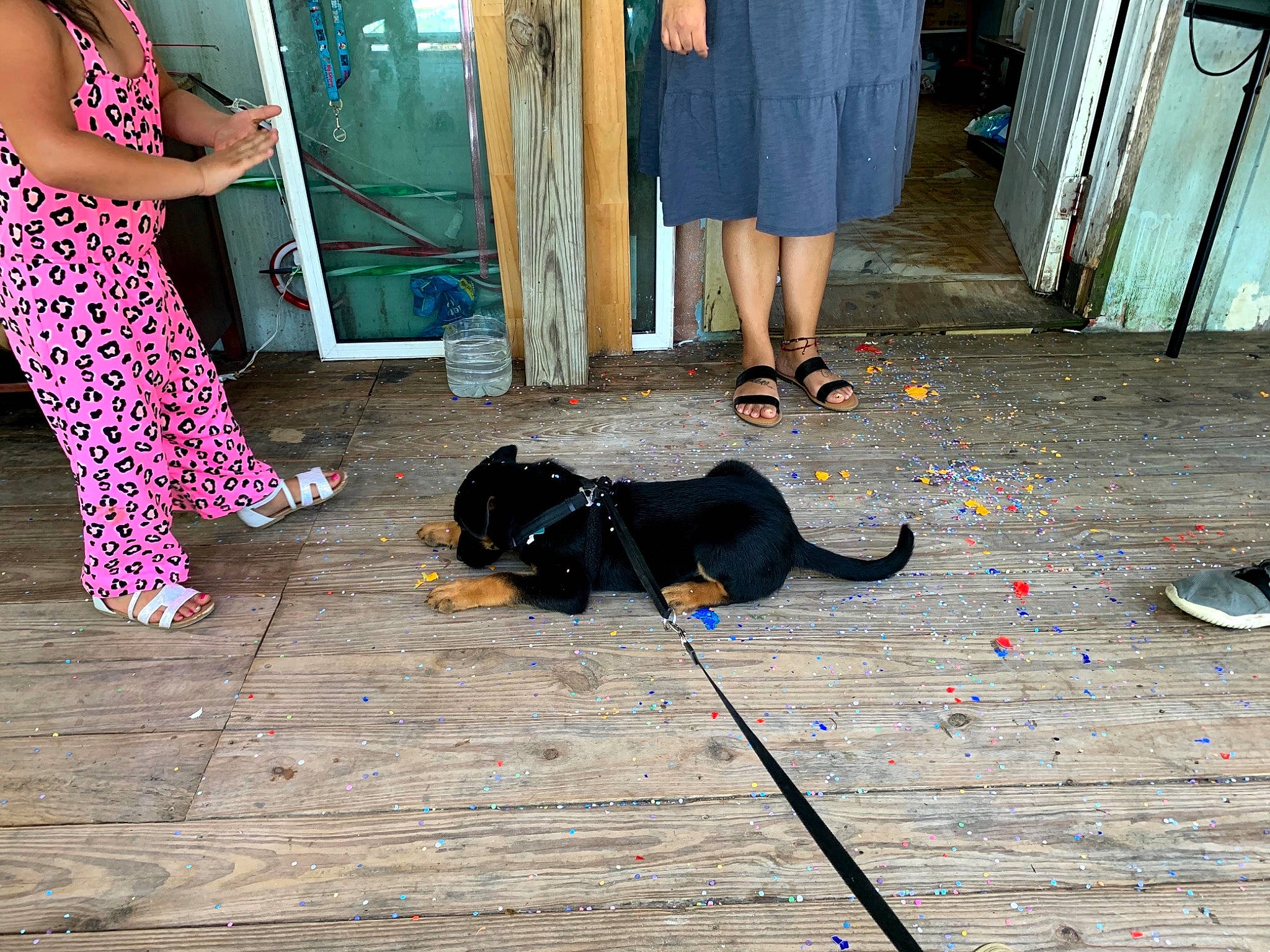 Luna is registered to the contest to win money with this photo: canidae, carnivore, companion_dog, dachshund, dog, dog_breed, floor, flooring, guard_dog, leash, puppy, sidewalk, sporting_group