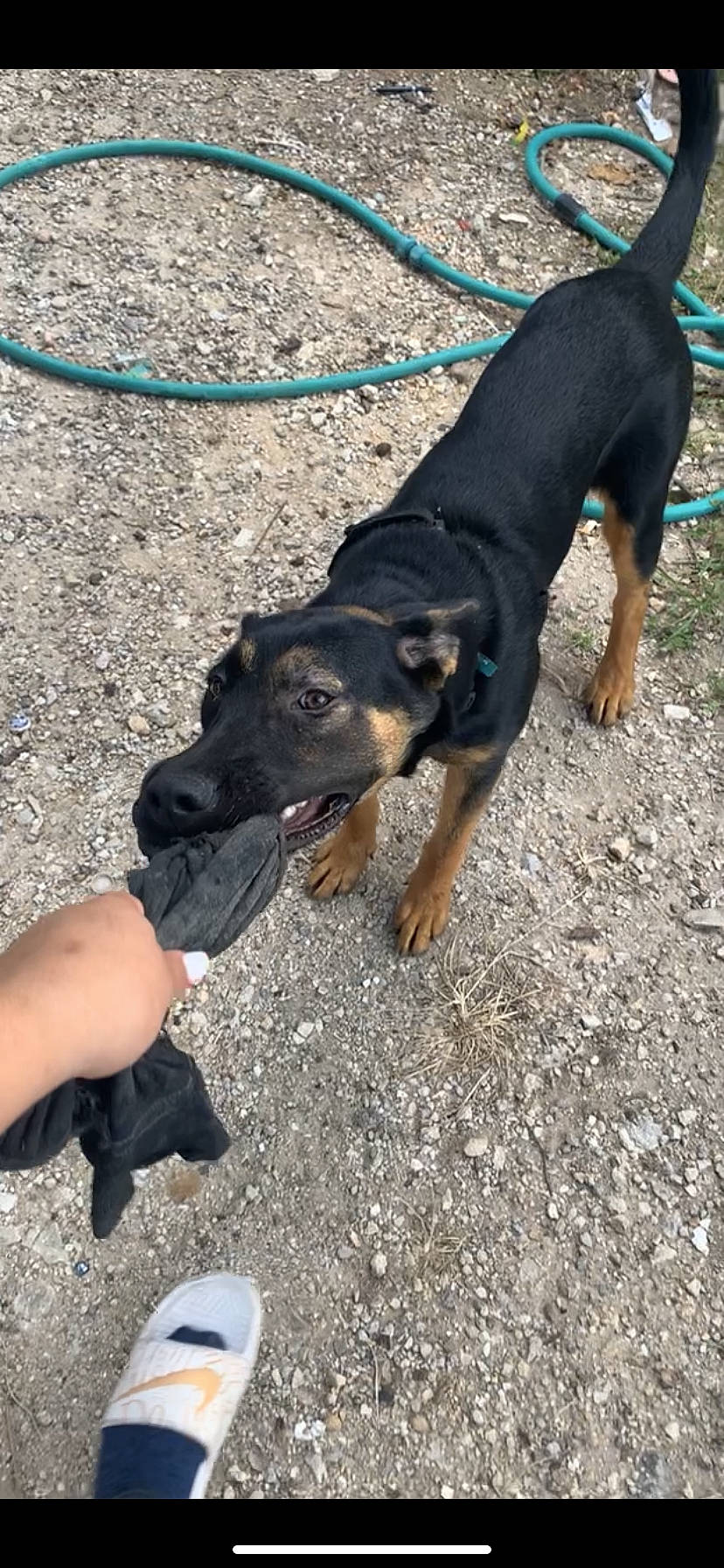 Luna joined the competition — help win amazing prizes! black_and_tan_terrier, canidae, carnivore, dog, dog_breed, fawn, guard_dog, hellenikos_ichnilatis, huntaway, hunting_dog, jagdterrier, rottweiler, sporting_group, transylvanian_hound, working_dog