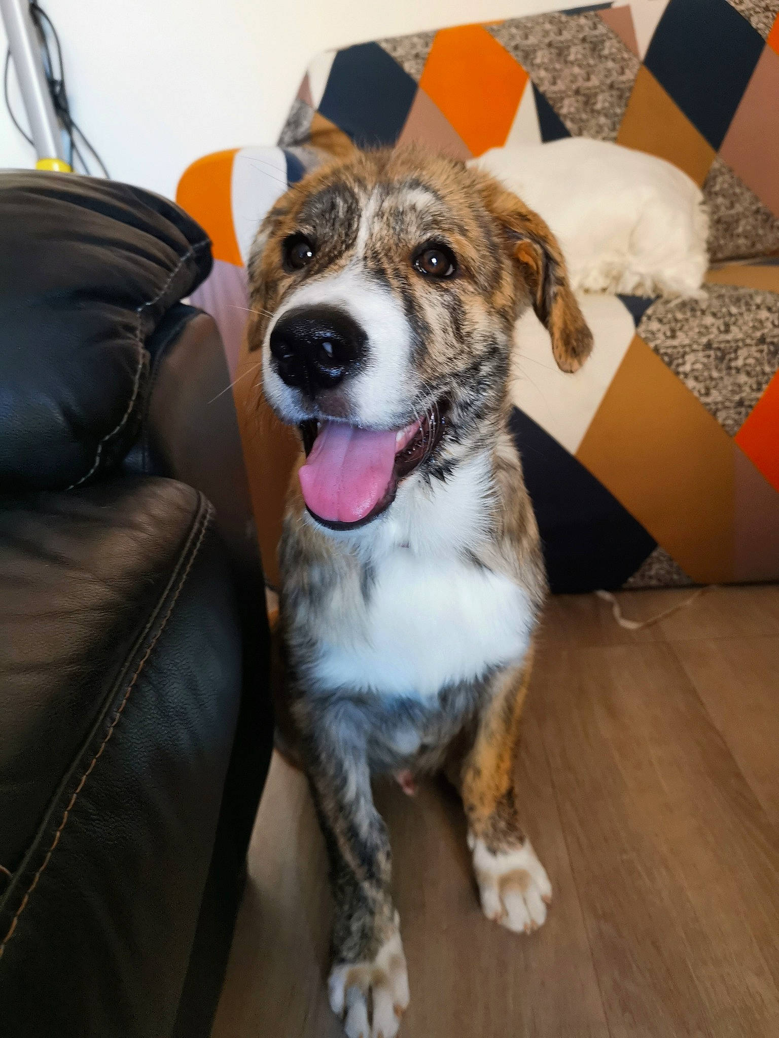 Lumio a rejoint le concours — aidez-le/la à gagner de superbes lots ! carnivore, chair, collar, companion_dog, couch, dog, dog_breed, dog_collar, dog_supply, fashion_accessory, flooring, fur, guard_dog, hardwood, leash, plant, varnish, whiskers, wood, working_dog