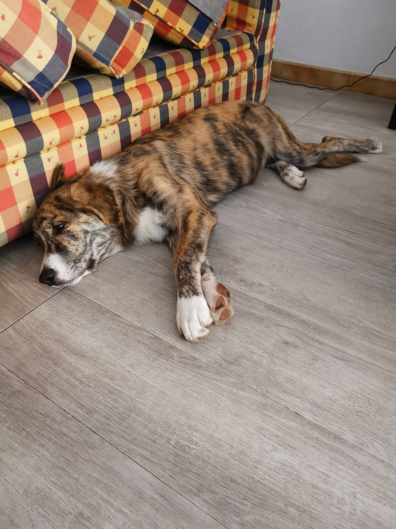 Lumio participe au concours pour gagner de l'argent avec cette photo : carnivore, cat, comfort, couch, domestic_short_haired_cat, felidae, floor, flooring, fur, grey, hardwood, pattern, paw, plaid, room, small_to_medium_sized_cats, tail, tartan, whiskers, wood