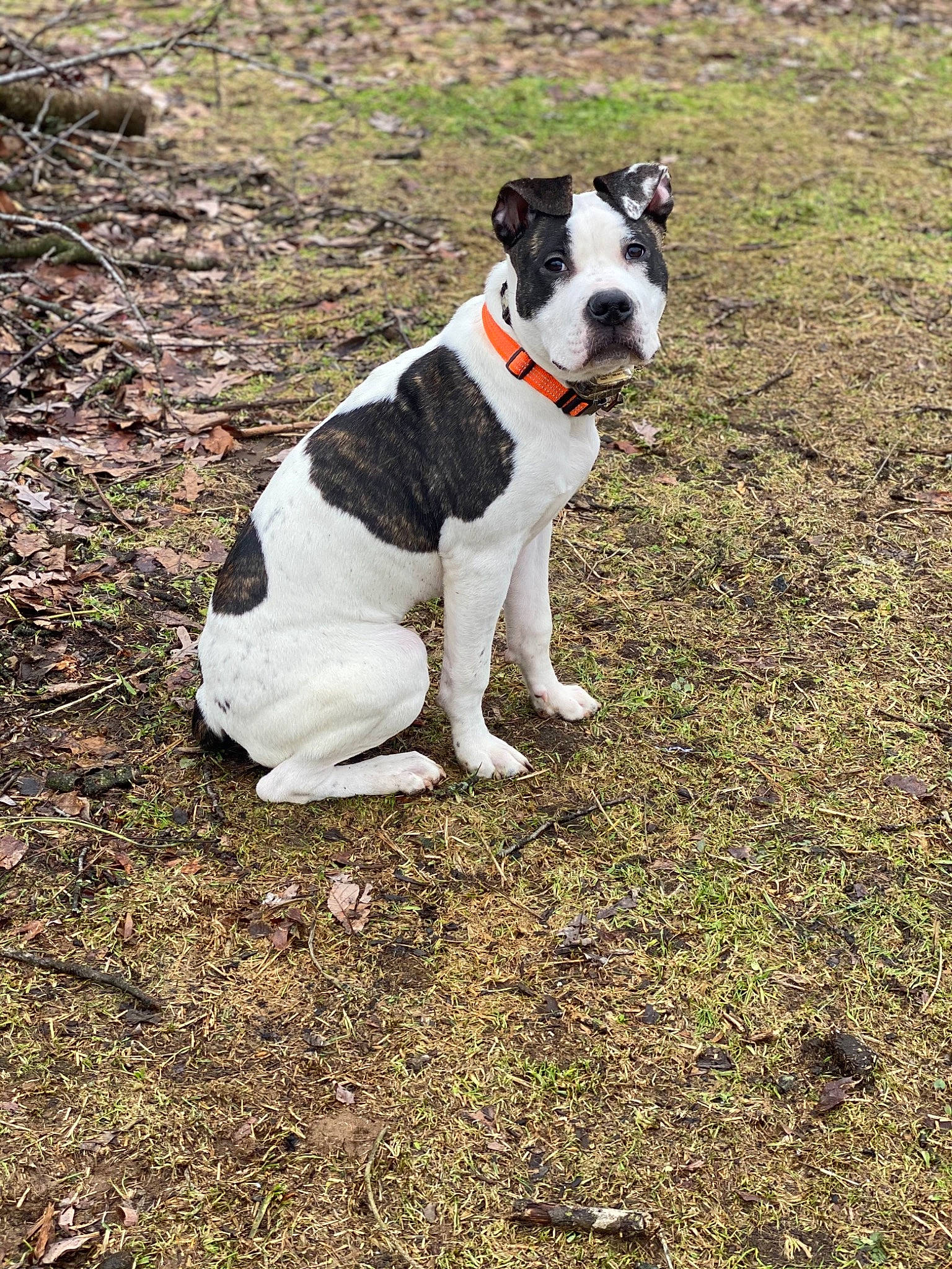 Zues is registered to the contest to win money with this photo: ball, carnivore, collar, companion_dog, dog, dog_breed, dog_clothes, dog_collar, dog_supply, fawn, grass, leash, pet_supply, plant, soil, sporting_group, tail, terrier, working_animal, working_dog